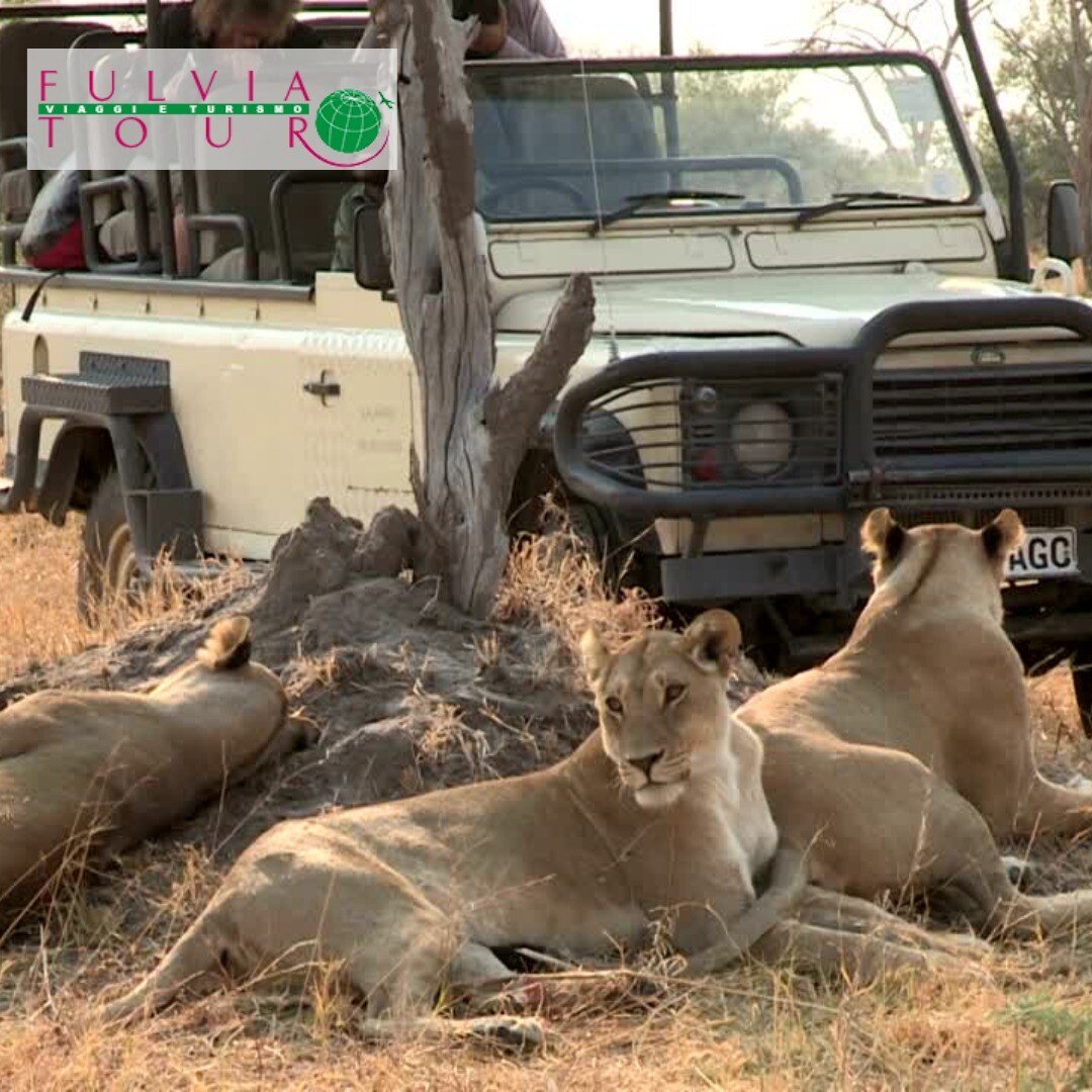 TOUR SUD AFRICA - JOHANNESBURG SAFARI A  KRUGER PARK FULVIA TOUR